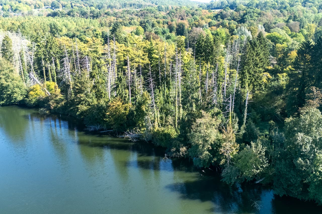Wooded bank along the Meuse