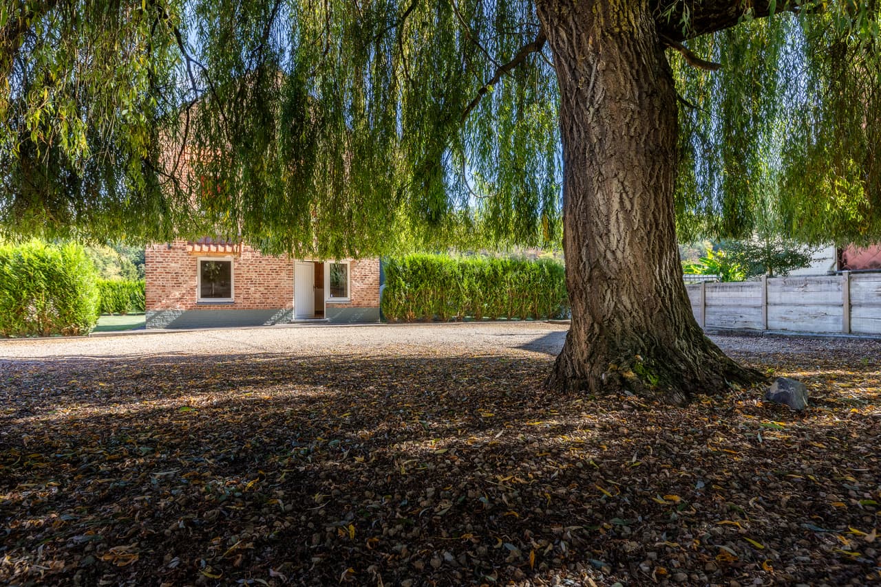 Willow trunk and the yard in front of the house